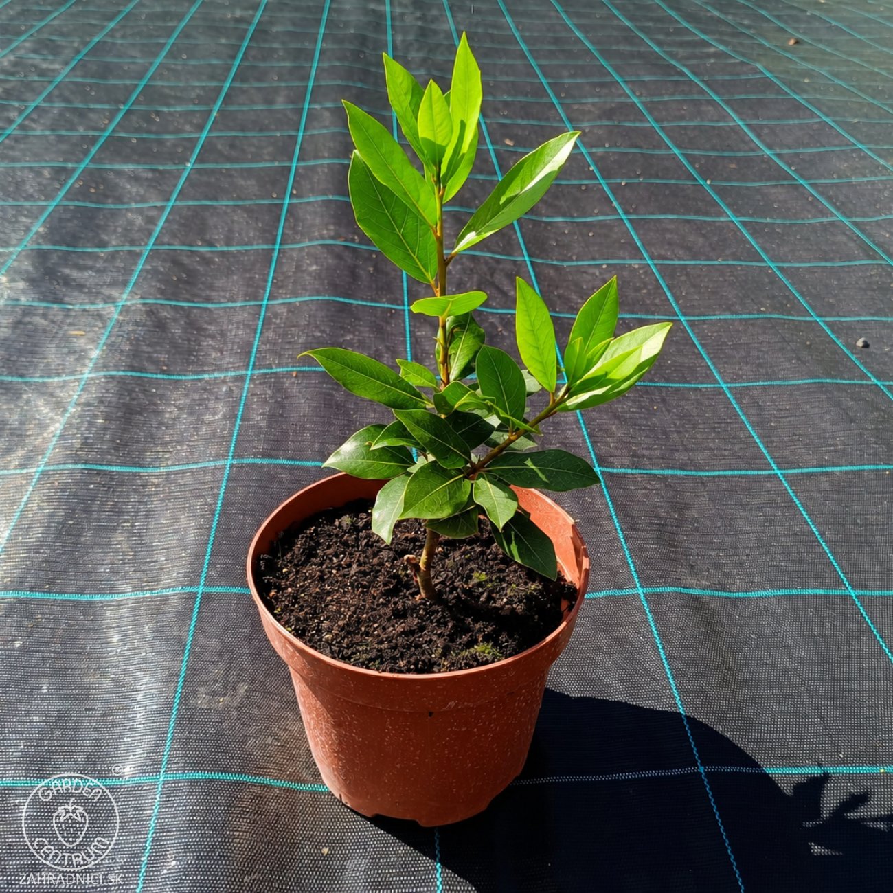 Obrázok Vavrín pravý - Laurus nobilis (bobkový list) - výška 15-25 cm, kont. C2L